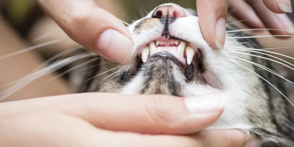 Si a mi gato le duelen los dientes, puede explicar por qué no quiere comer. Dentadura superior de felino.