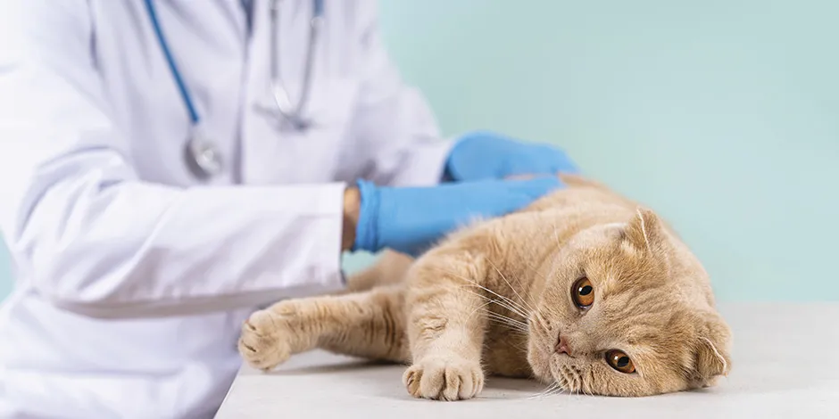 Mi gato no quiere comer, quizá sea por algún problema de salud, como en este michi con su veterinario.