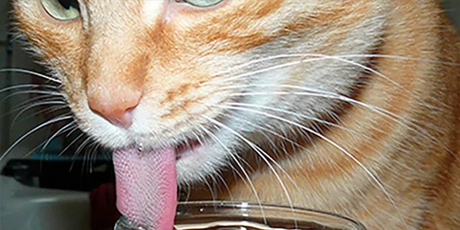 Mi gato no toma agua, puede que esté sucia. Michi naranja con la lengua afuera, bebiendo de un vaso.