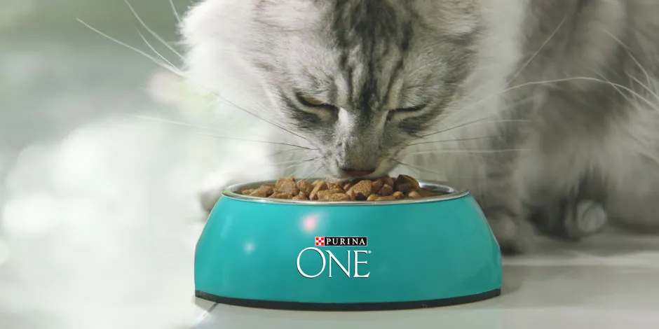 Elige bien lo que comen los gatitos bebés, como este que está comiendo de su plato de PURINA® ONE®.