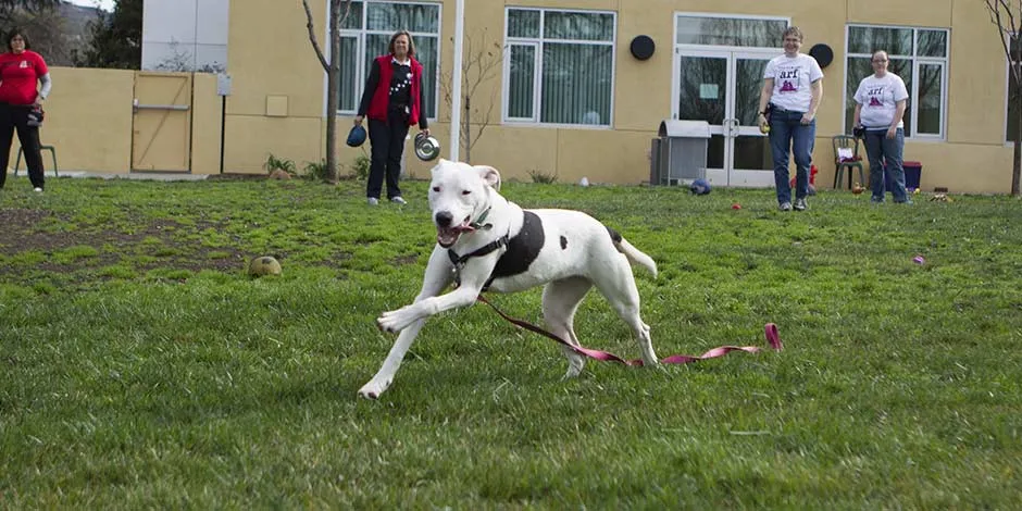 El alimento gastrointestinal para perro puede aportar mayor energía a tu mascota. Pitbull corriendo.