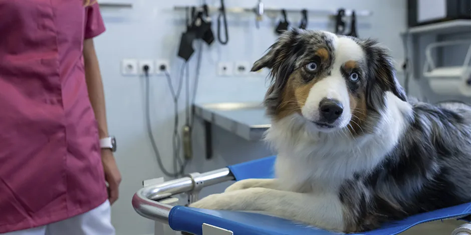 El alimento gastrointestinal para perro ayudará a prevenir molestias en tu mascota. Pastor australiano con su veterinaria.