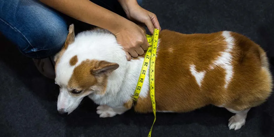 Si tiene sobrepeso, considera cambiar el alimento de tu perro. Can con obesidad siendo medido.