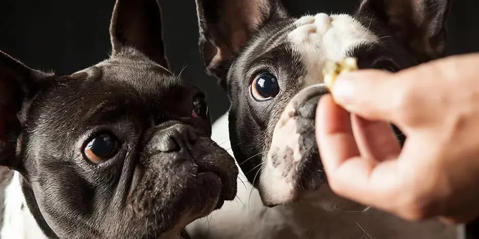 Cambiar el alimento de tu perro o usar snacks puede reactivar su apetito. Bulldogs franceses recibiendo snacks.