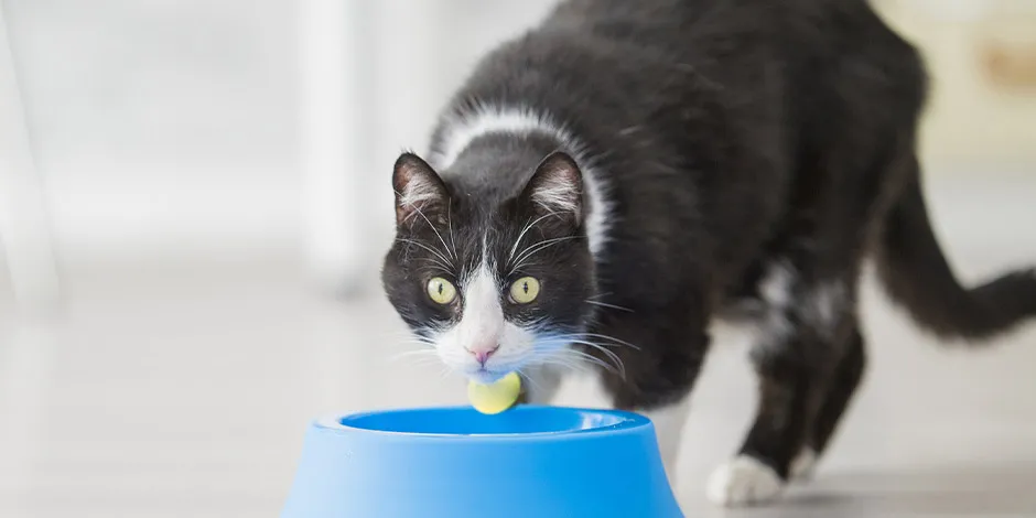 Michi junto a su comedero azul a punto de alimentarse de su comida gastrointestinal para gatos.