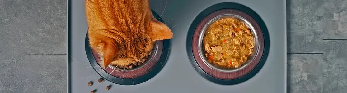 Aprende cuánta comida húmeda se le da a un gato, como este anaranjado que se alimenta con PURINA®.