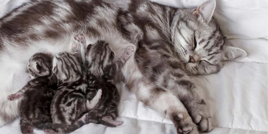 La única leche adecuada para los gatos es la materna y sólo mientras son cachorros. Gatita amamantando.