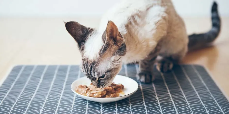 Elige bien lo que come un gato anciano para darle bienestar. Michi comiendo alimento húmedo.