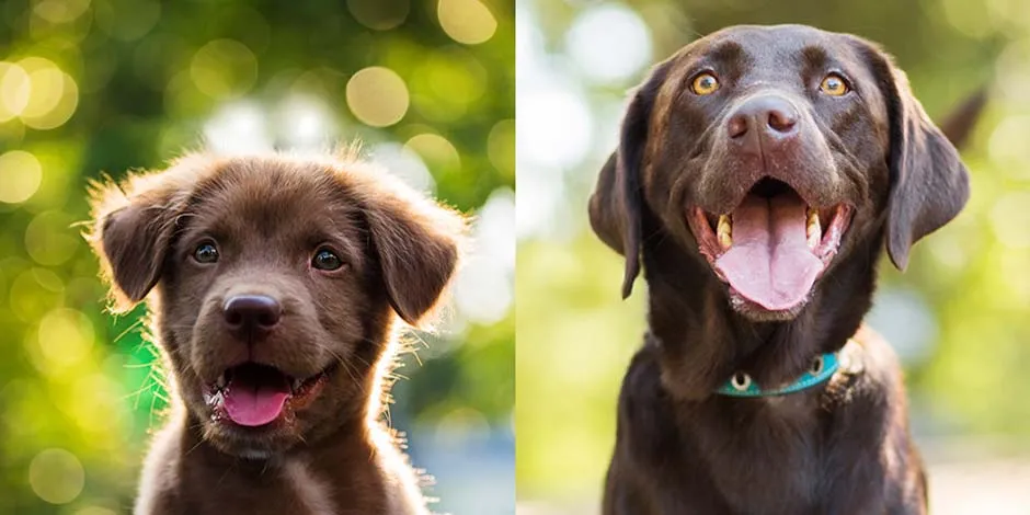 Evolución de un labrador de cachorro a adulto. Conoce qué pasa si un cachorro come comida de adulto.