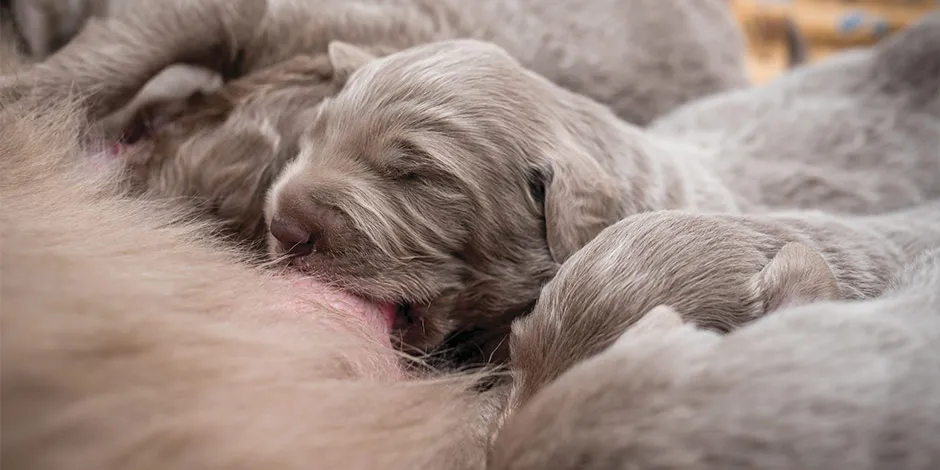 Recién nacidos recibiendo su dieta adecuada: leche materna. Mira qué pasa si un cachorro come comida de adulto.