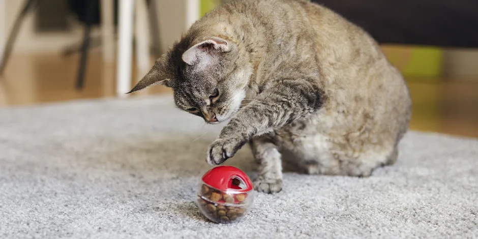 Estimula a tu mascota con un juguete con snacks para gatos dentro, como el de la imagen. Michi jugando.