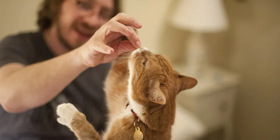 Los snacks para gatos ayudan a tener buena relación con el animal. Michi recibiendo un premio de su tutor.