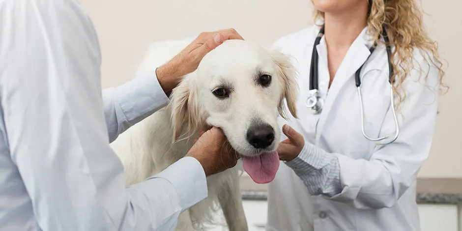 Veterinarios haciendo un chequeo de un labrador para determinar el estado de las articulaciones del perro.