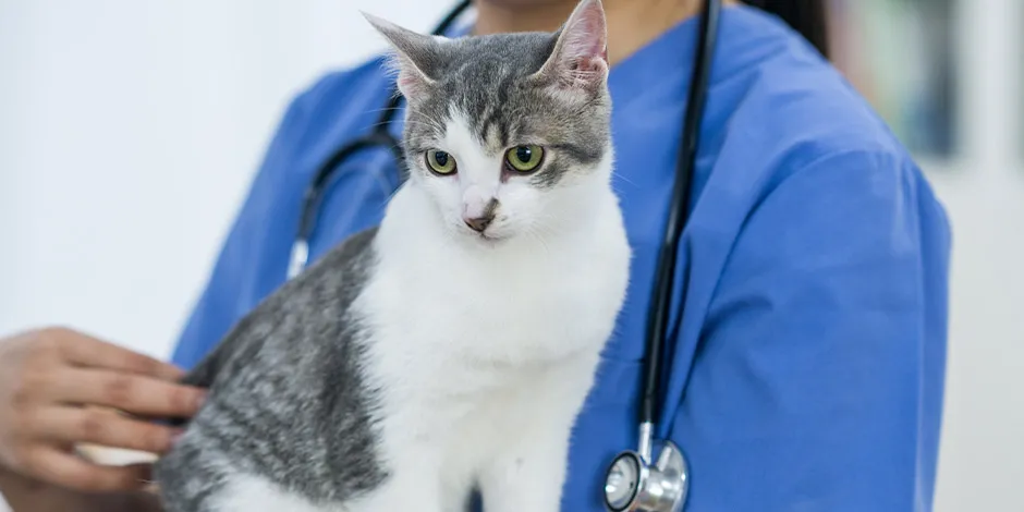 Veterinaria chequeando a un michi. Cambio de alimento en gatos