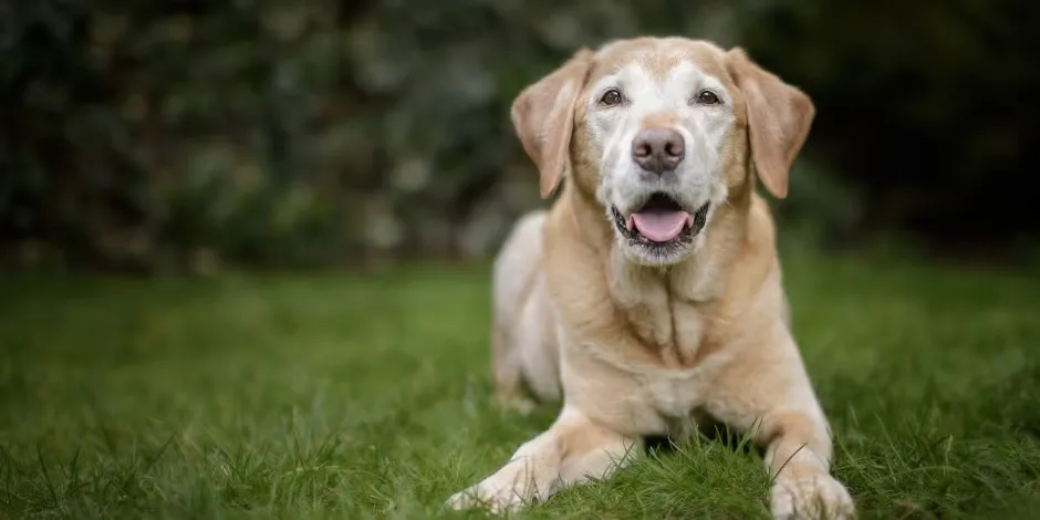 La comida es clave para el bienestar de un perro senior. Labrador adulto mayor sobre césped.