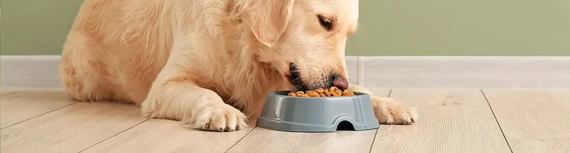 Golden retriever comiendo su ración de comida para perro senior.