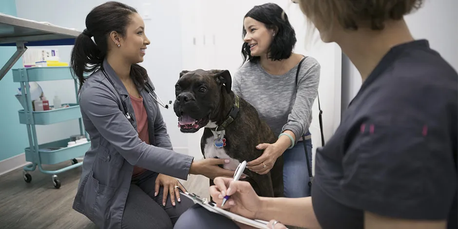 Bóxer junto a sus tutoras y su veterinaria. En casos de diarrea en perros, contacta con el profesional. 