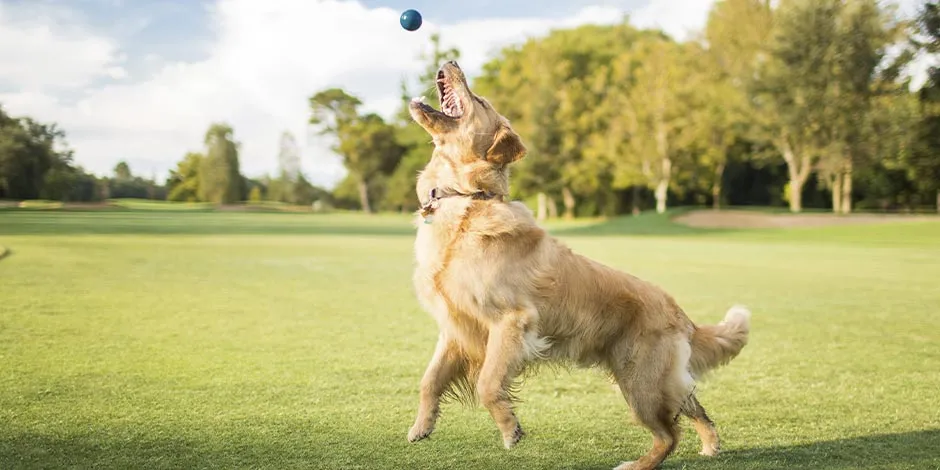 Perro jugando en un parque. La actividad física puede prevenir el estreñimiento en perros.