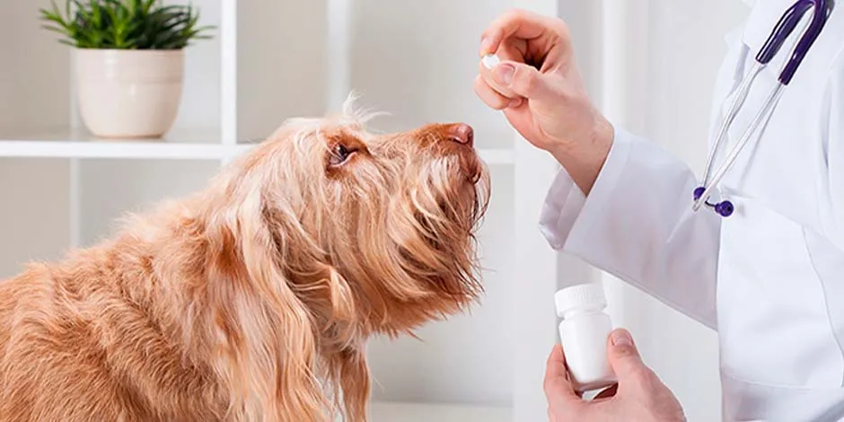 Veterinario dando una píldora a un can para tratar el estreñimiento en perros.