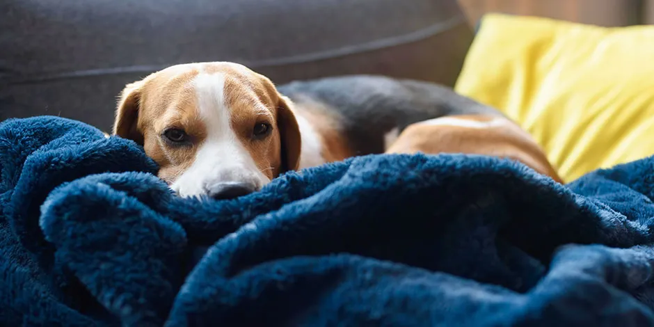 Beagle indispuesto, acostado sobre su colcha azul. Estreñimiento en perros.