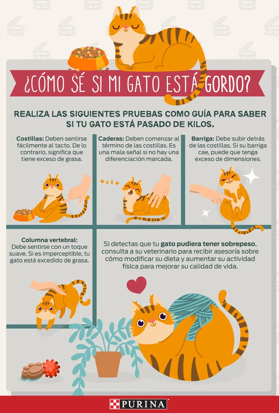 Infografía para aprender a identificar si un gato está gordo.