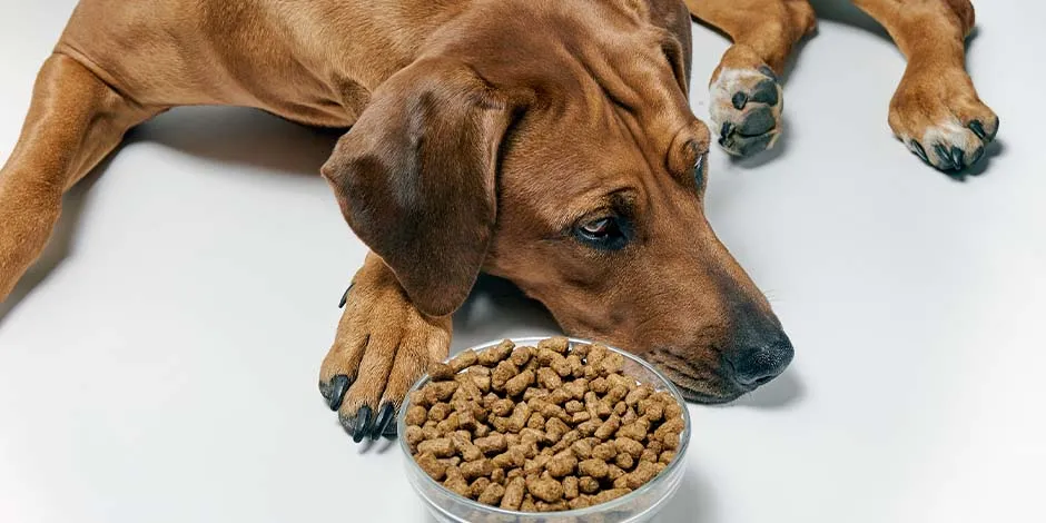 Perro marrón sin apetito junto a su plato de comida. Mi perro no quiere comer