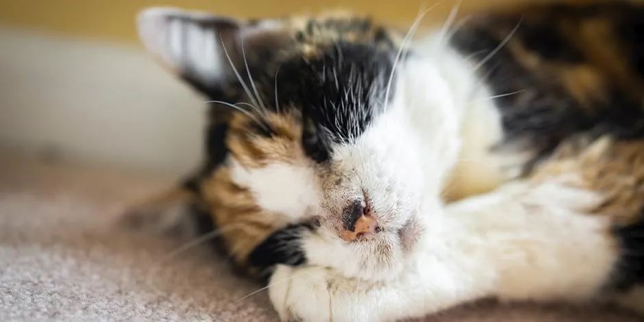 El pelo de un gato calicó como el de la foto tiene tres colores. Mantenlo brillante y sano con PURINA®.