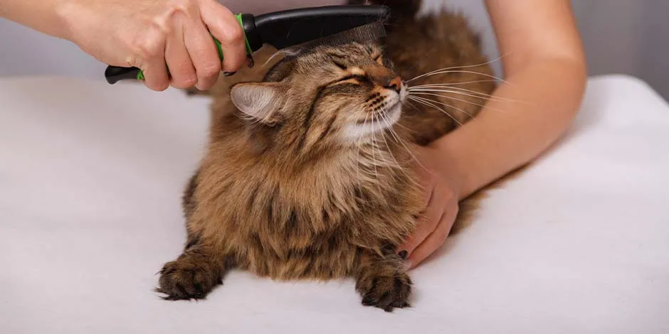 Cepillado de pelo de un gato siberiano. Cuida el pelaje de tu mascota con amor, cepillado y PURINA®.