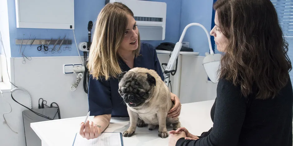 Conoce por qué los perros comen pasto. Pug junto a su tutora, siendo revisado por veterinaria.