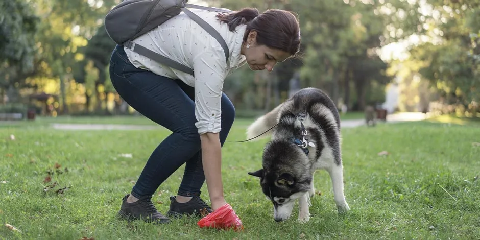 Tutora recogiendo desechos. Revisarlos será crucial para saber si la mascota requiere de probióticos para perros.