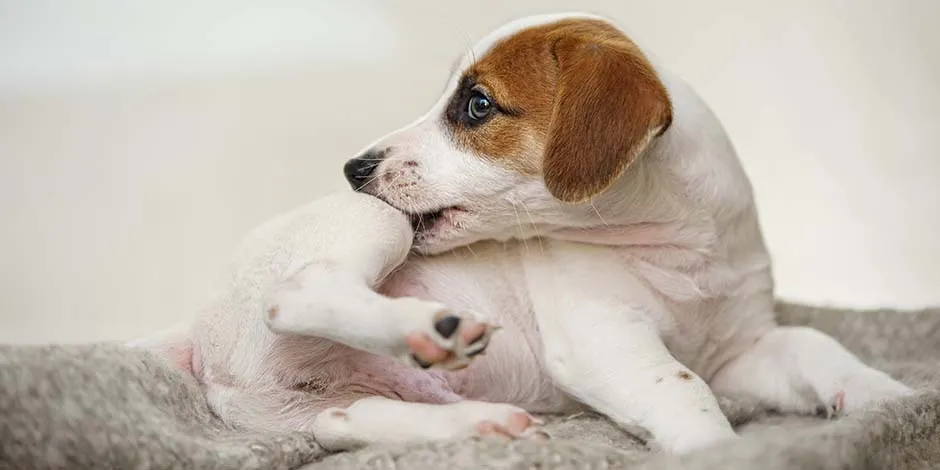 Jack Russell mordiéndose. Este comportamiento puede indicar problemas de piel en perros.