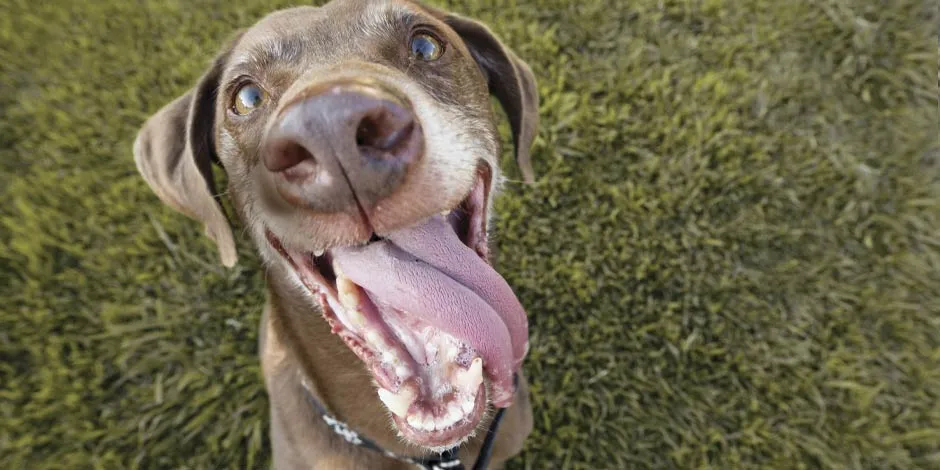 Elige bien lo que comen los perros senior y protege su bienestar. Perro senior sonriendo.