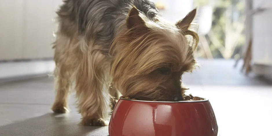 Yorkie alimentándose. Aprende más sobre el sistema digestivo del perro y cuida su bienestar.