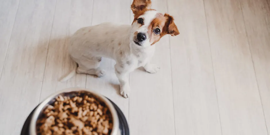 Jack Russell esperando su comida. Una adecuada aportará las vitaminas para perros adultos necesarias.