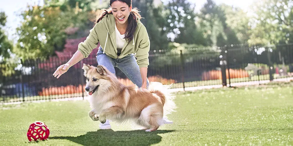 Las vitaminas para perros adultos no dan energía, pero ayudan a que estén sanos. Corgi jugando con tutora.